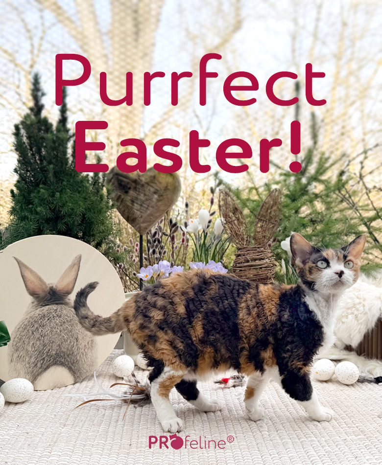 Katzenshop für hochwertiges Katzenzubehör