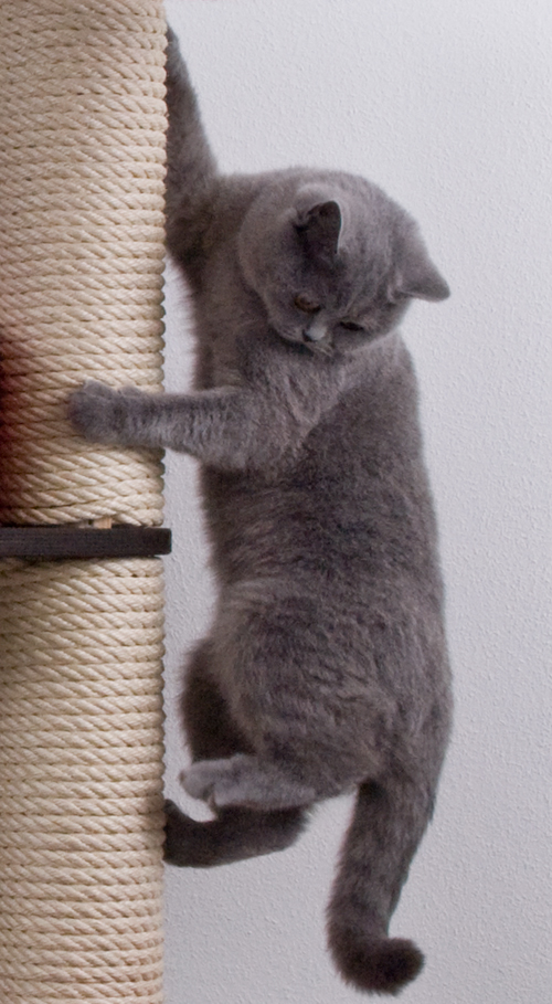 Klettersäule Deckenhoch Katzen Klettersäule