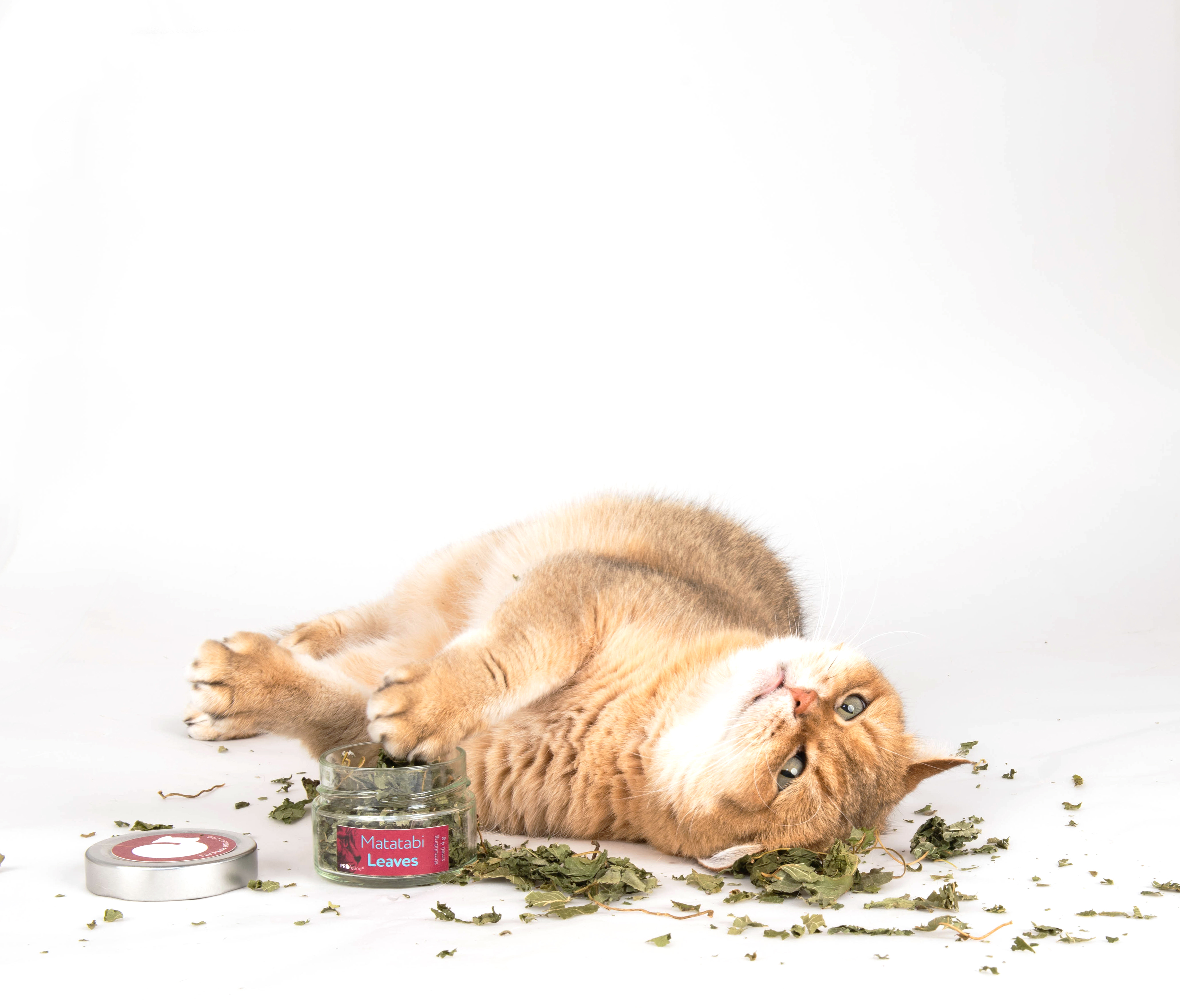 Profeline - Matatabi Leaves Katzen Kräuter Matatabi Blätter