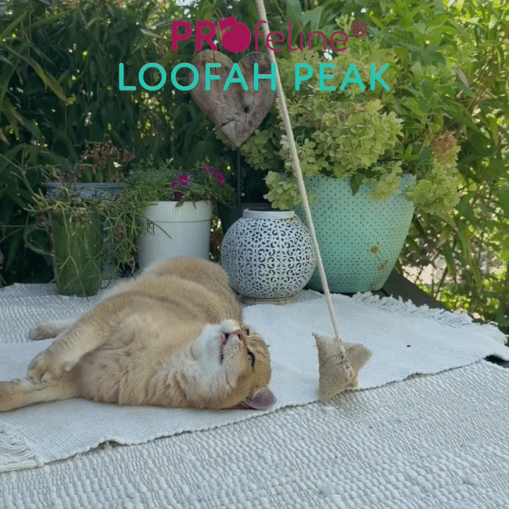 Loofah Peak - Catnip Dental Toy