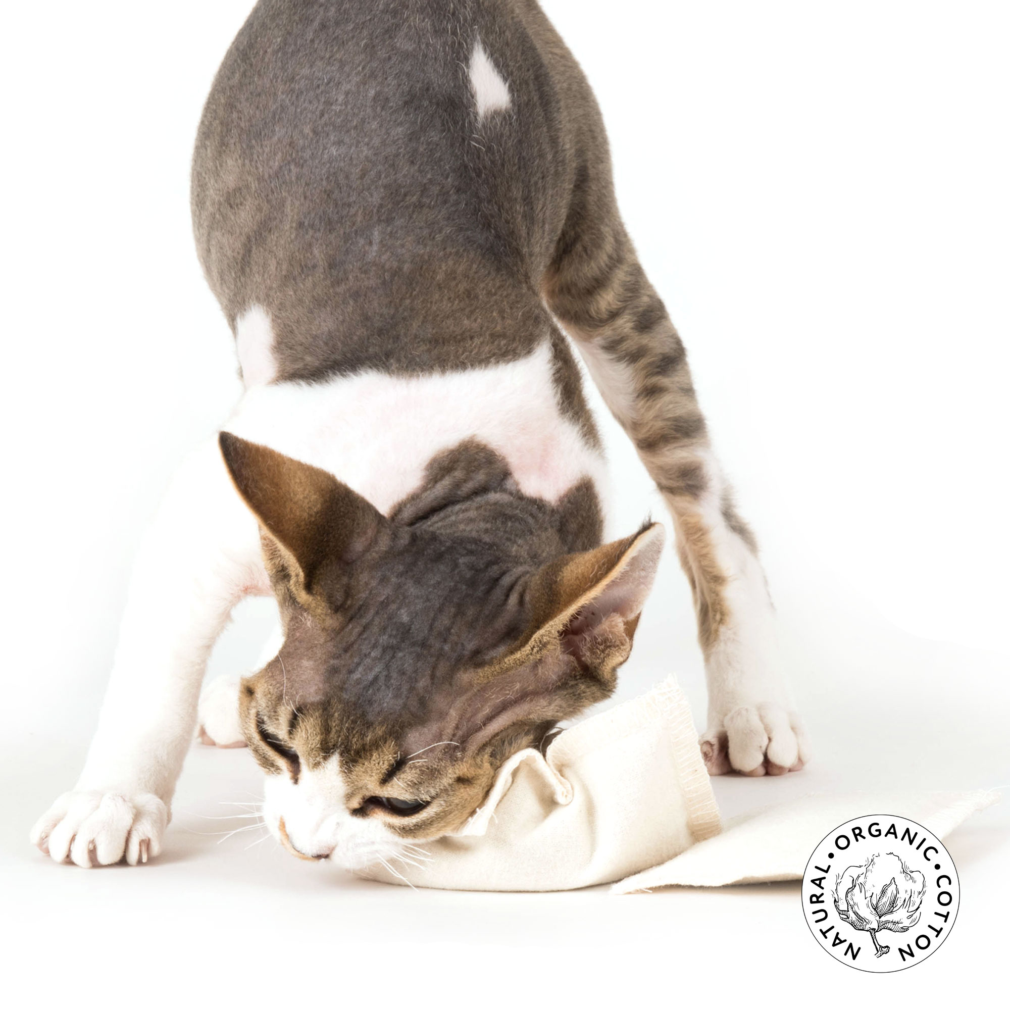 Catnip Refill Bio Kantzenminze Nachfüllpackung