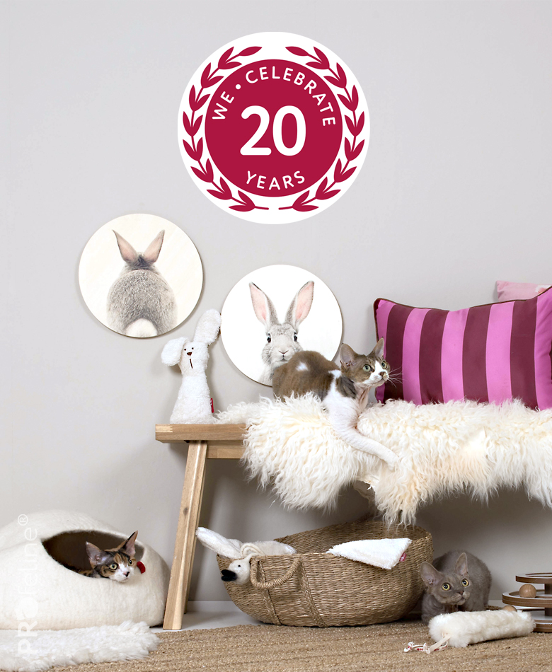 Katzenzimmer einrichten