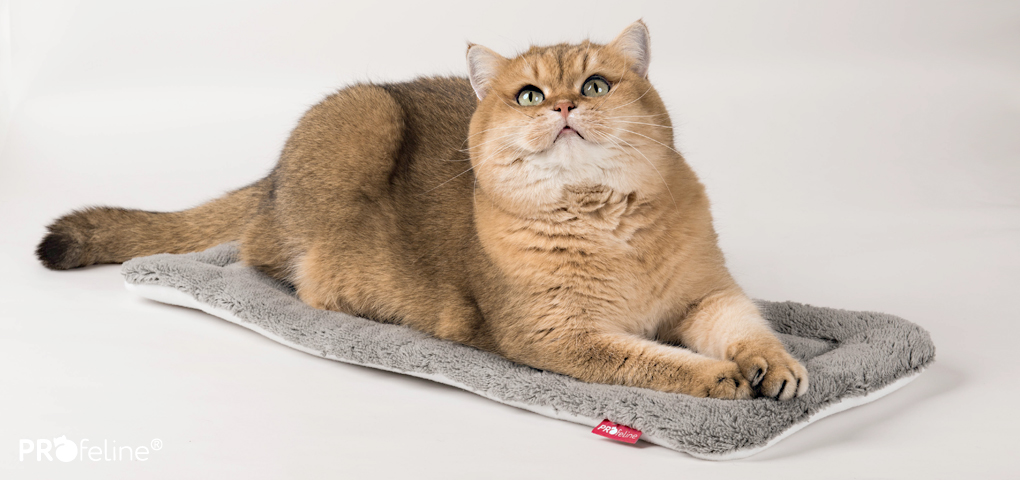 Katzen Fensterbankauflage grau