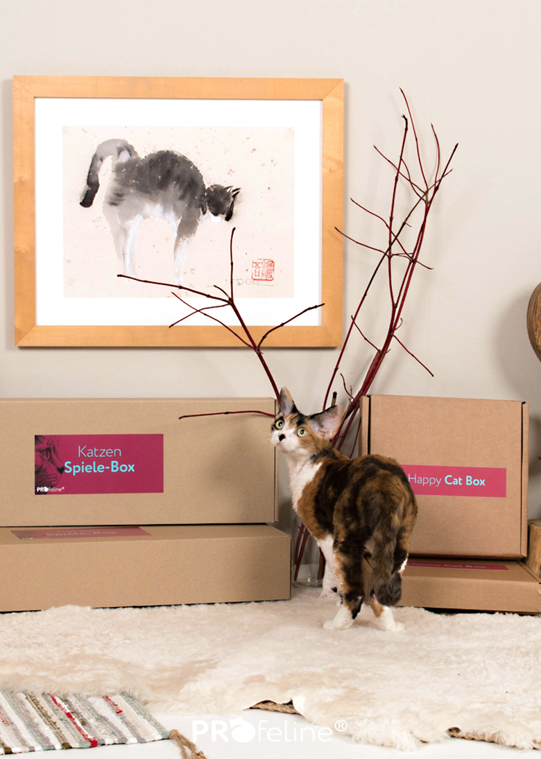 Katzen Geschenke kaufen