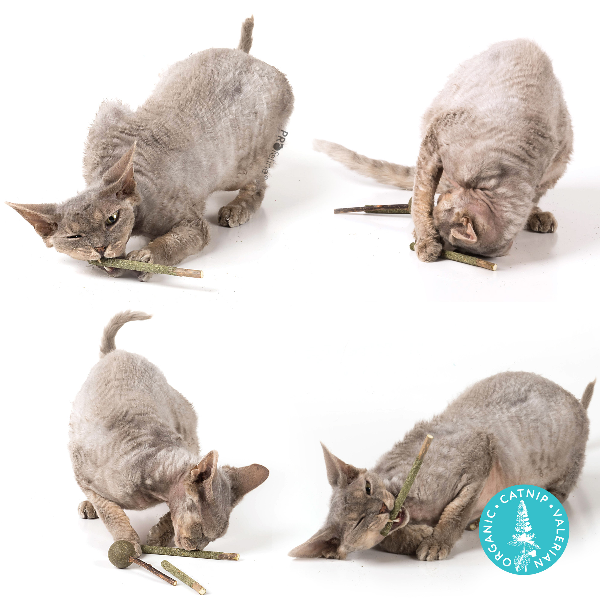 matatabi-catnip-lolly-silver-vine-1 Profeline - Matatabi Catnip Lolly´s