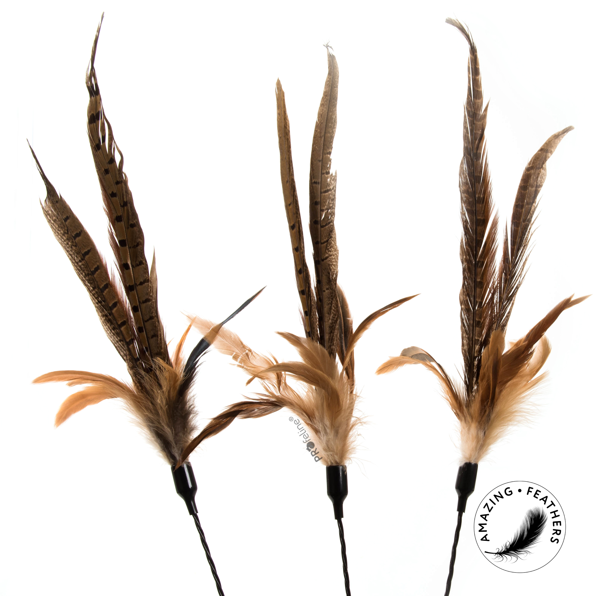 cat-teaser-hunting-wild