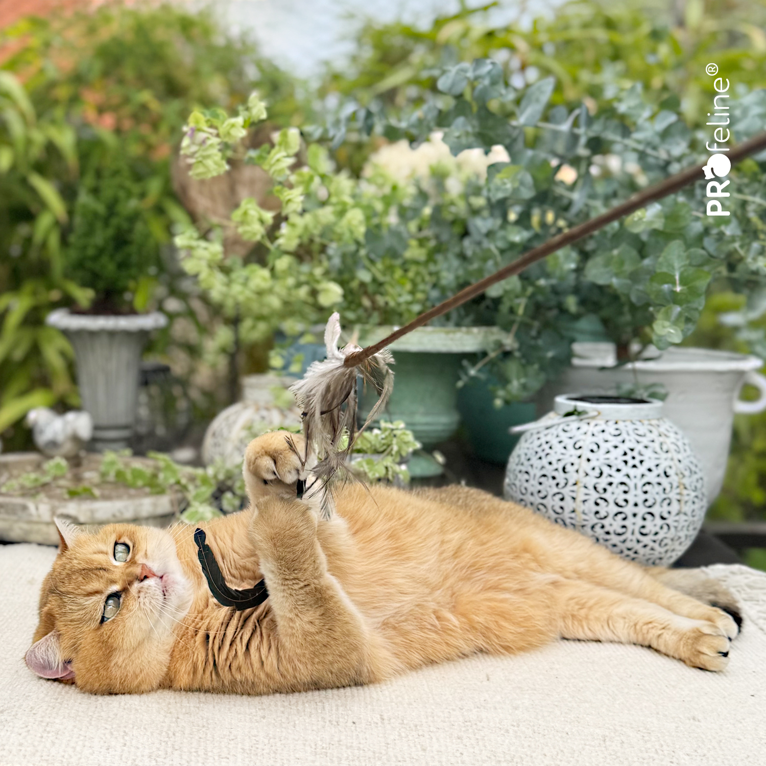 Federstab lange Feder für Katzen