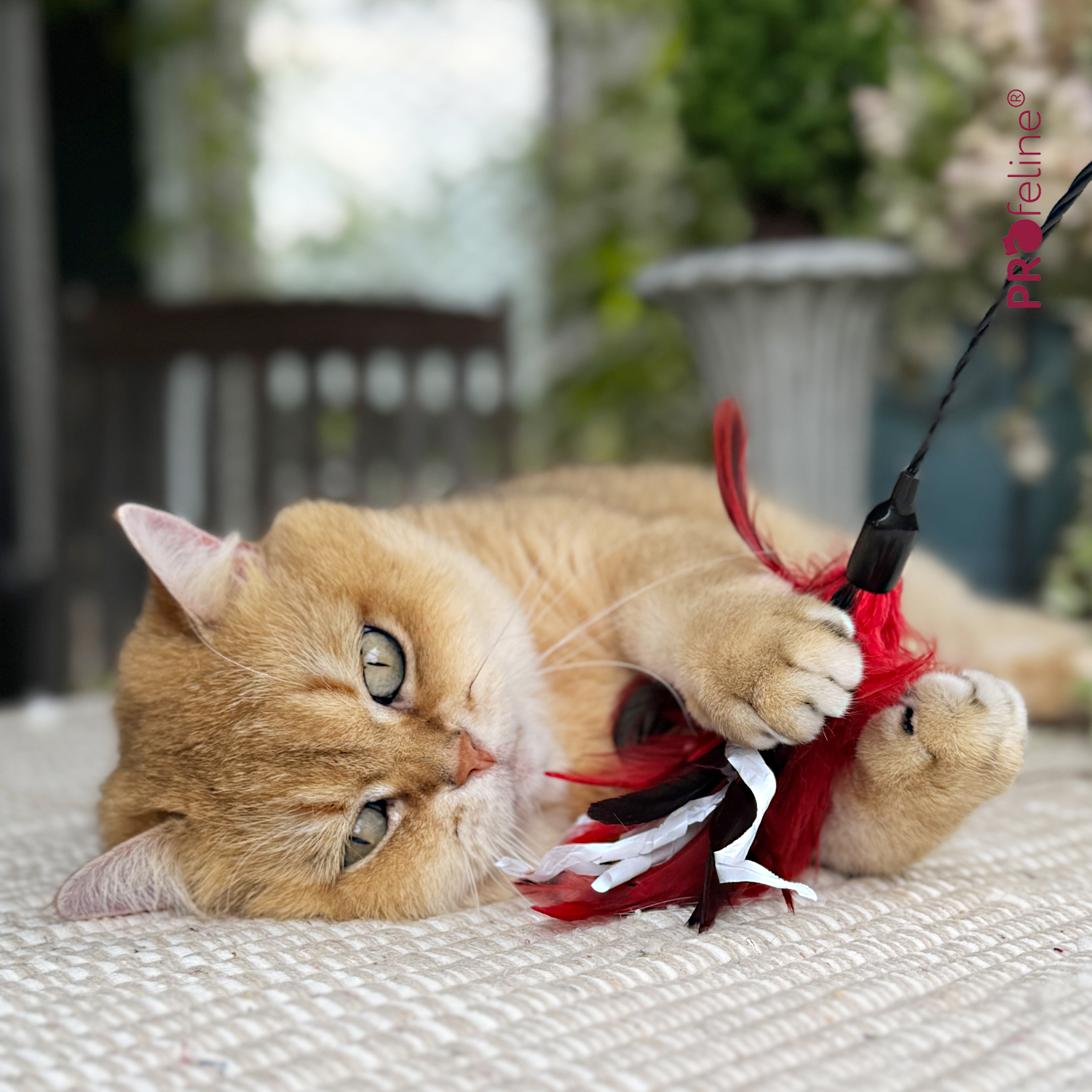 Profeline - Katzenwedel Crinkle Dancer Katzen Federstab Crinkle Dancer