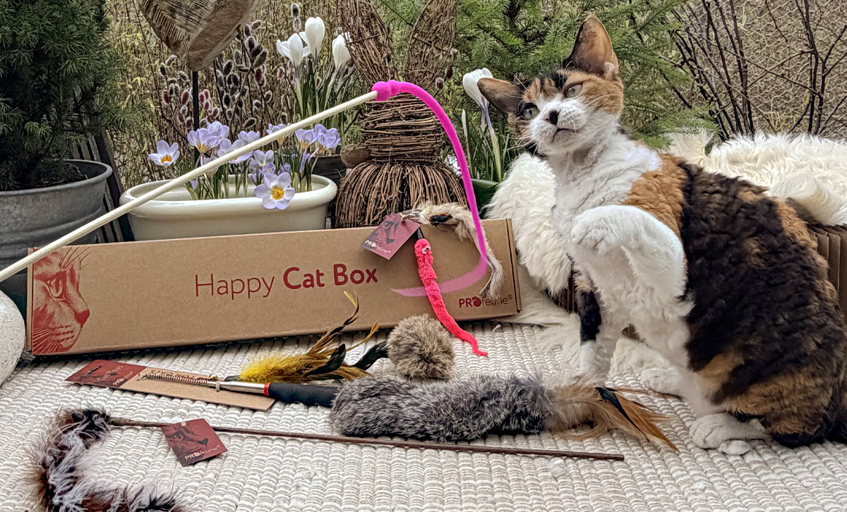 Katzenspielzeug - was Katzen lieben