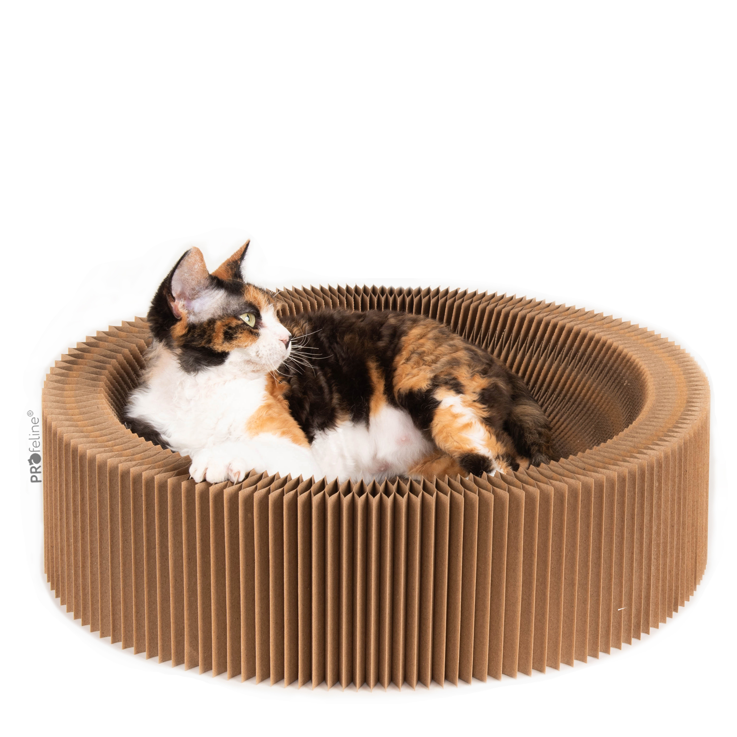 Katzenbett Accordeon Katzenbett Zieharmonika