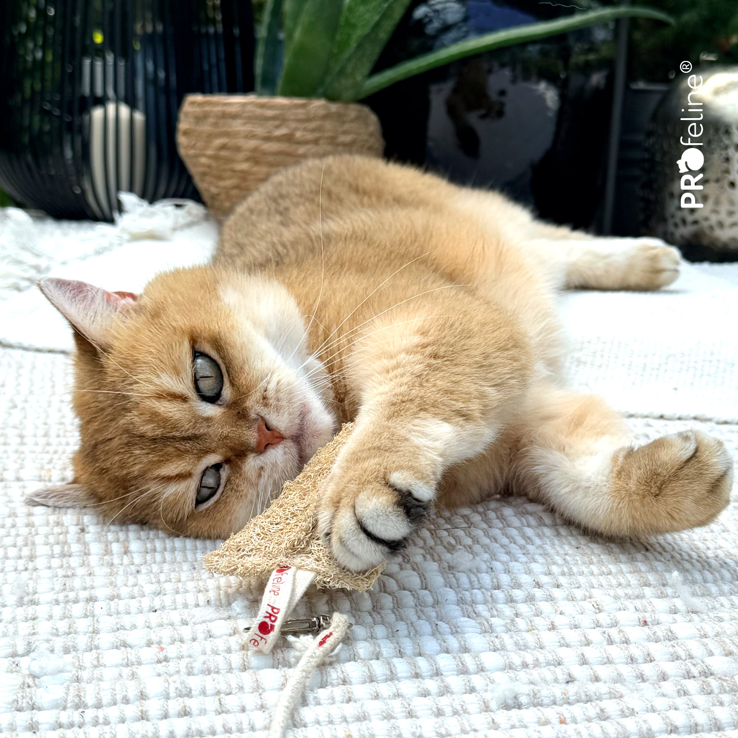 Loofah Tube - Catnip Dental Toy
