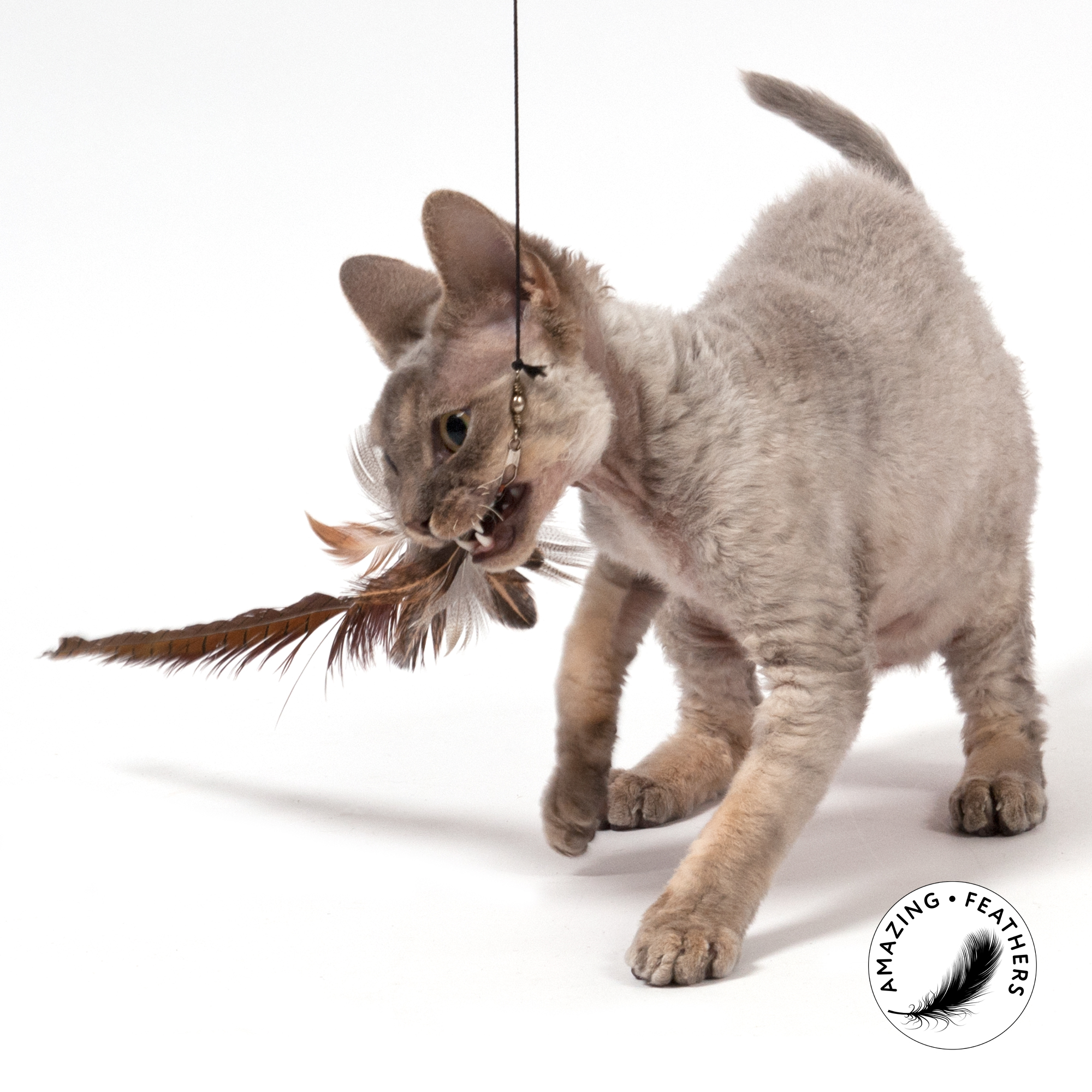 cat-toys-pheasant-longtail-refill-SSP194PL Profeline - Pheasant Longtail Anhänger