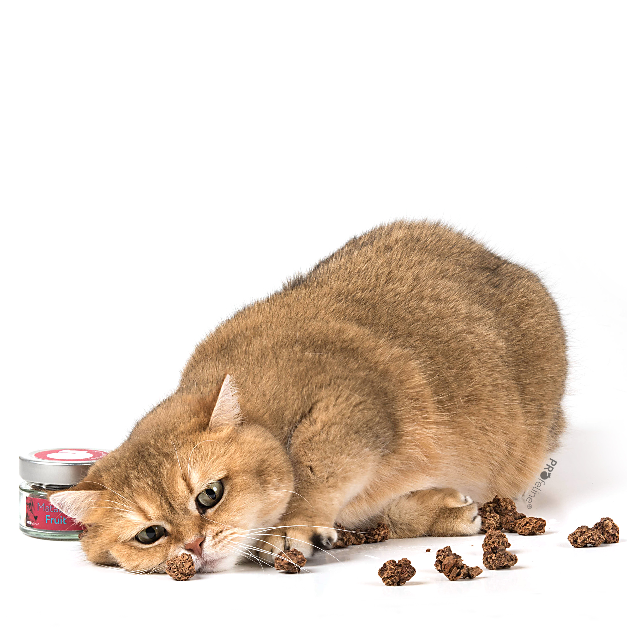 cat-toy-matatabi-fruit Profeline - Matatabi Fruit