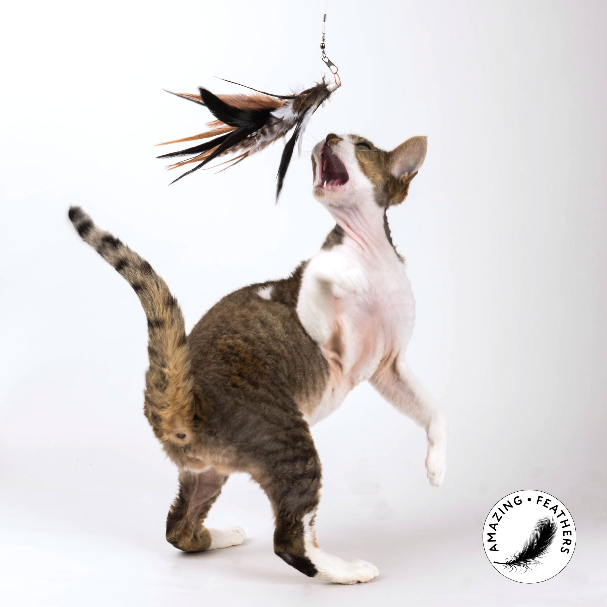 cat-toy-jungle-feathers-SP194JU-katze5e9f0d7b669eb Profeline - Jungle Feathers Ersatzanhänger