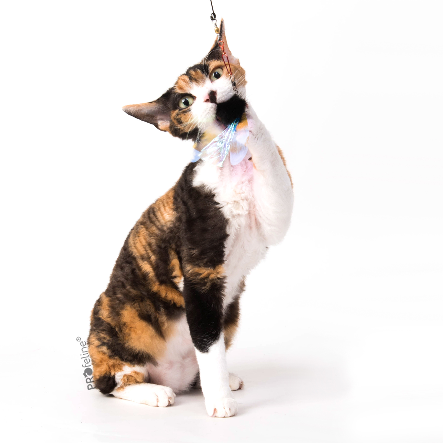 Katzenangel Anhänger Käfer