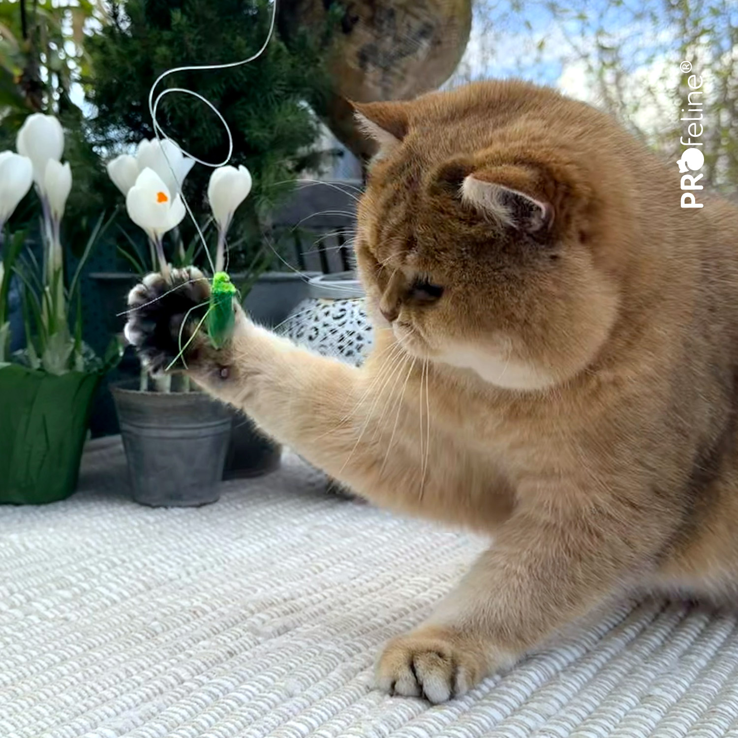 Katzenangel Anhänger Insekt Heuschrecke