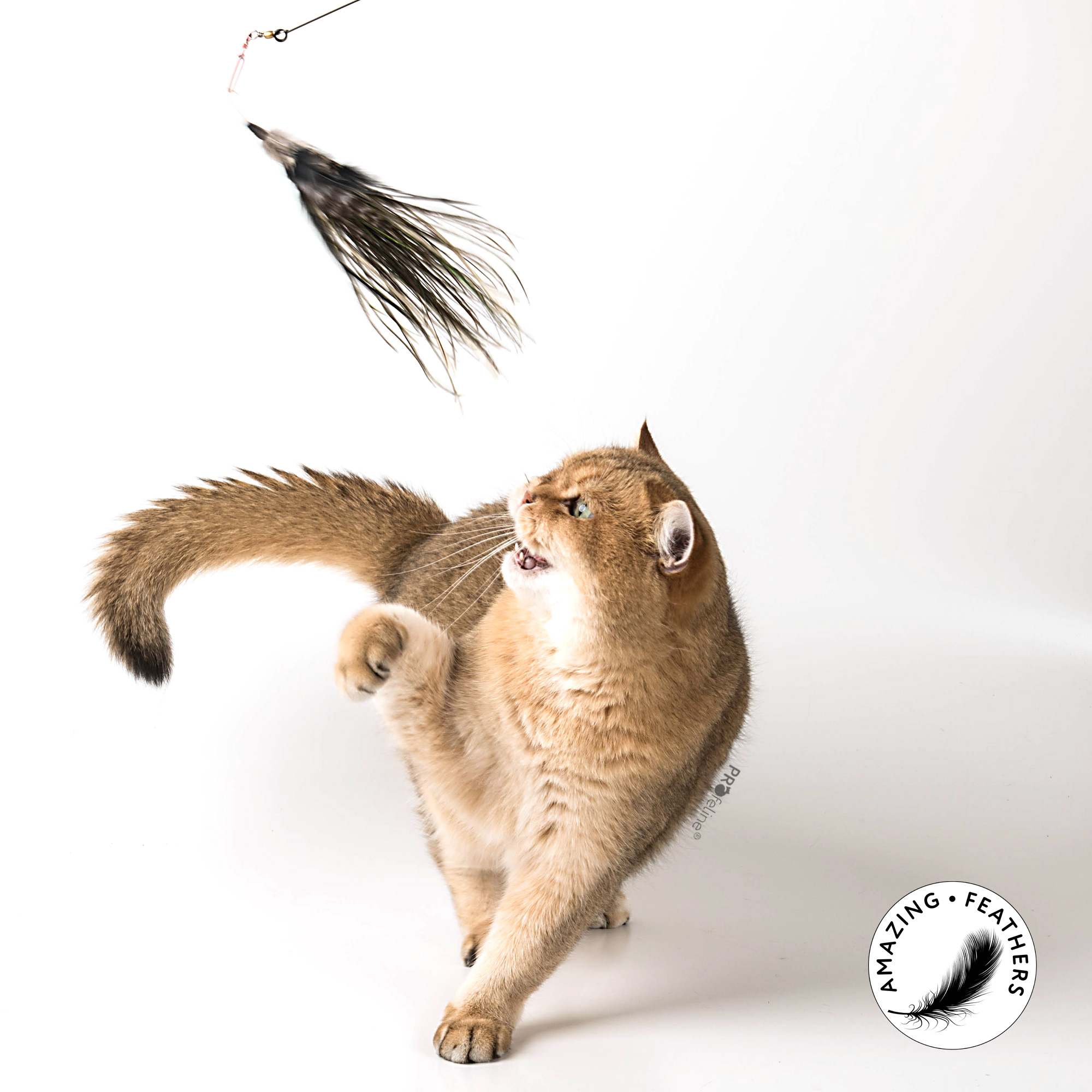 cat-toy-tiger-cat-new Tiger Anhänger
