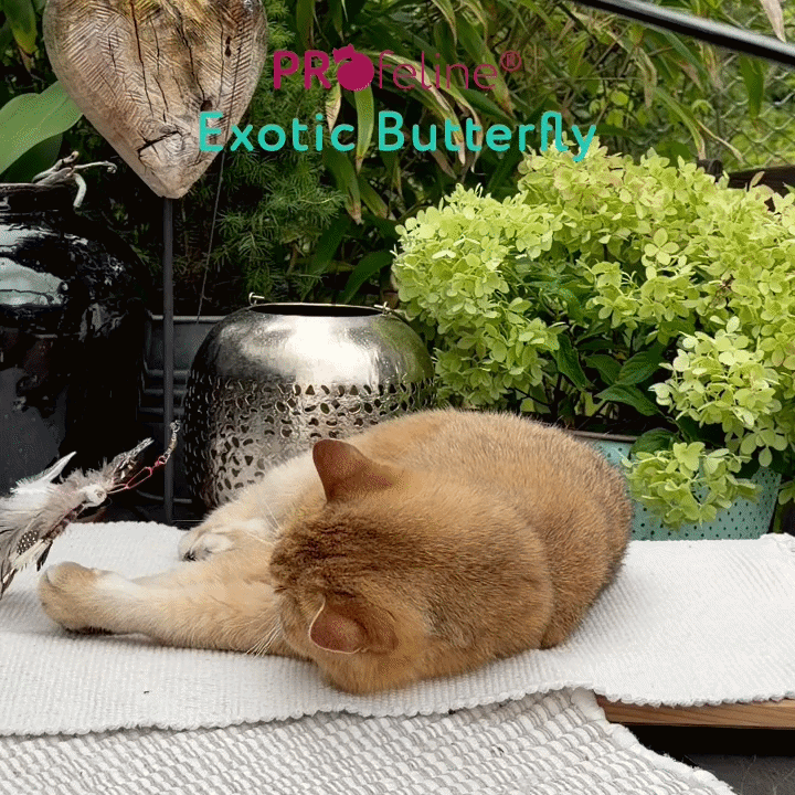 Exotic Butterfly Katzenangel Anhänger