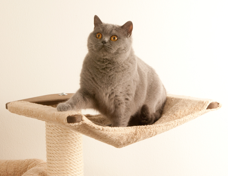 Kratzbaum Hängematte Sand