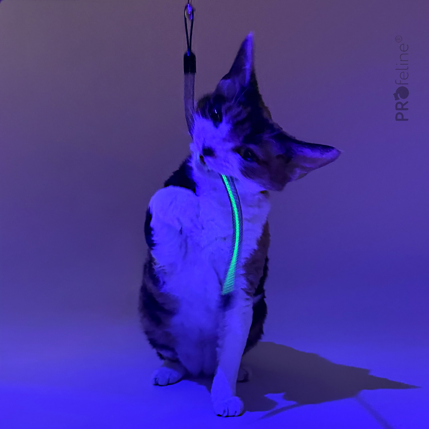 Katzenspielzeug für KatzenangelGlowing Worm