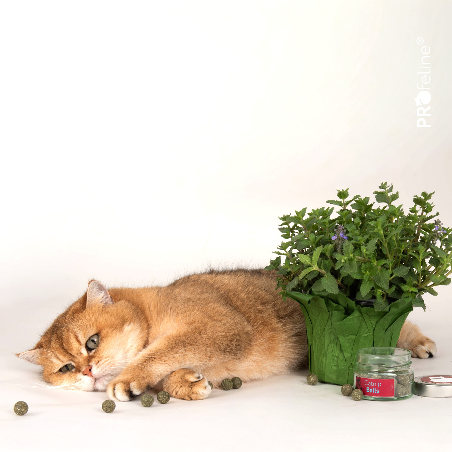 Katzenkräuter Katzenminze Bälle