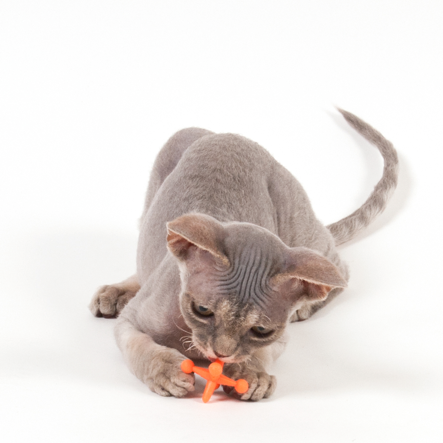 Sphynx cat toy hotsell