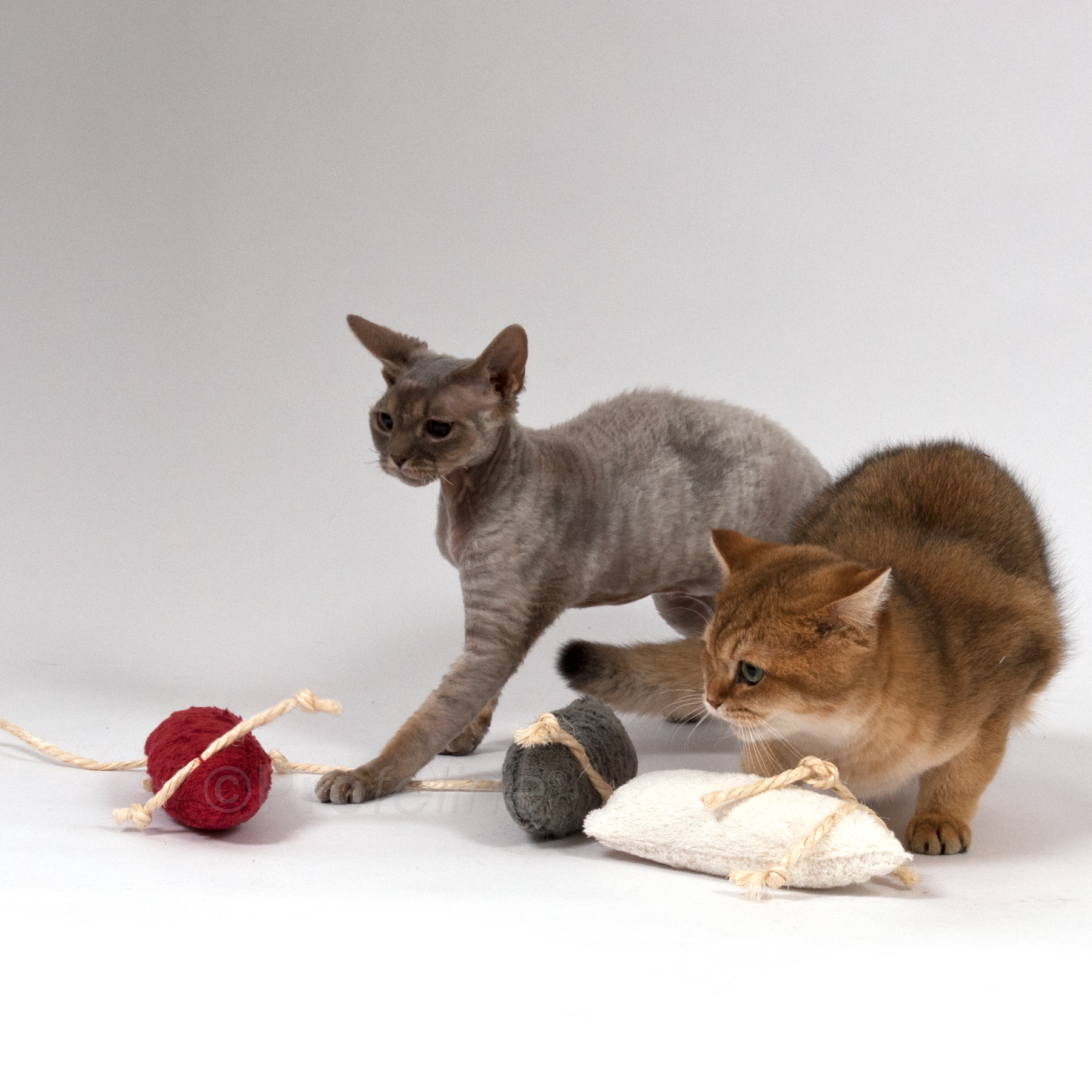 catnip_maus_feline_katzen