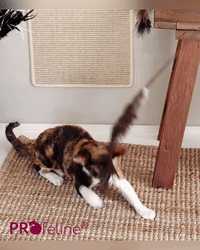 Katzen Federwedel