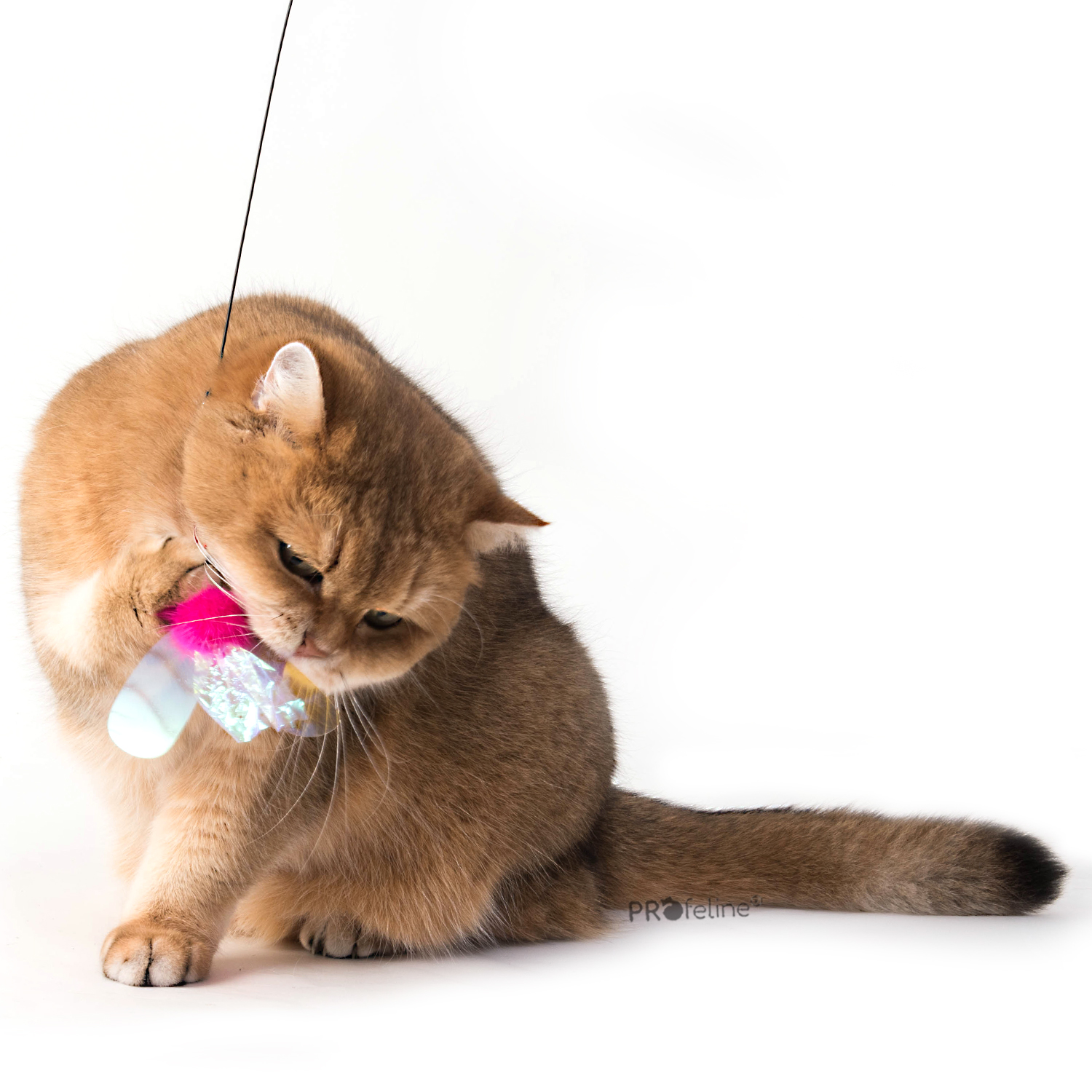 Käfer anhänger pink Katzenangel