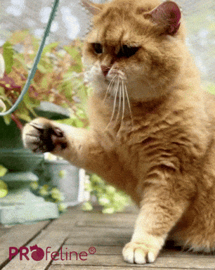 Katzenspielstab Bamboo Wobbly Katzenangel Bamboo Wobbly