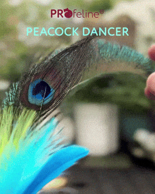 Katzenwedel Peacock Dancer Schillernder Peacock Federwedel für Katzen