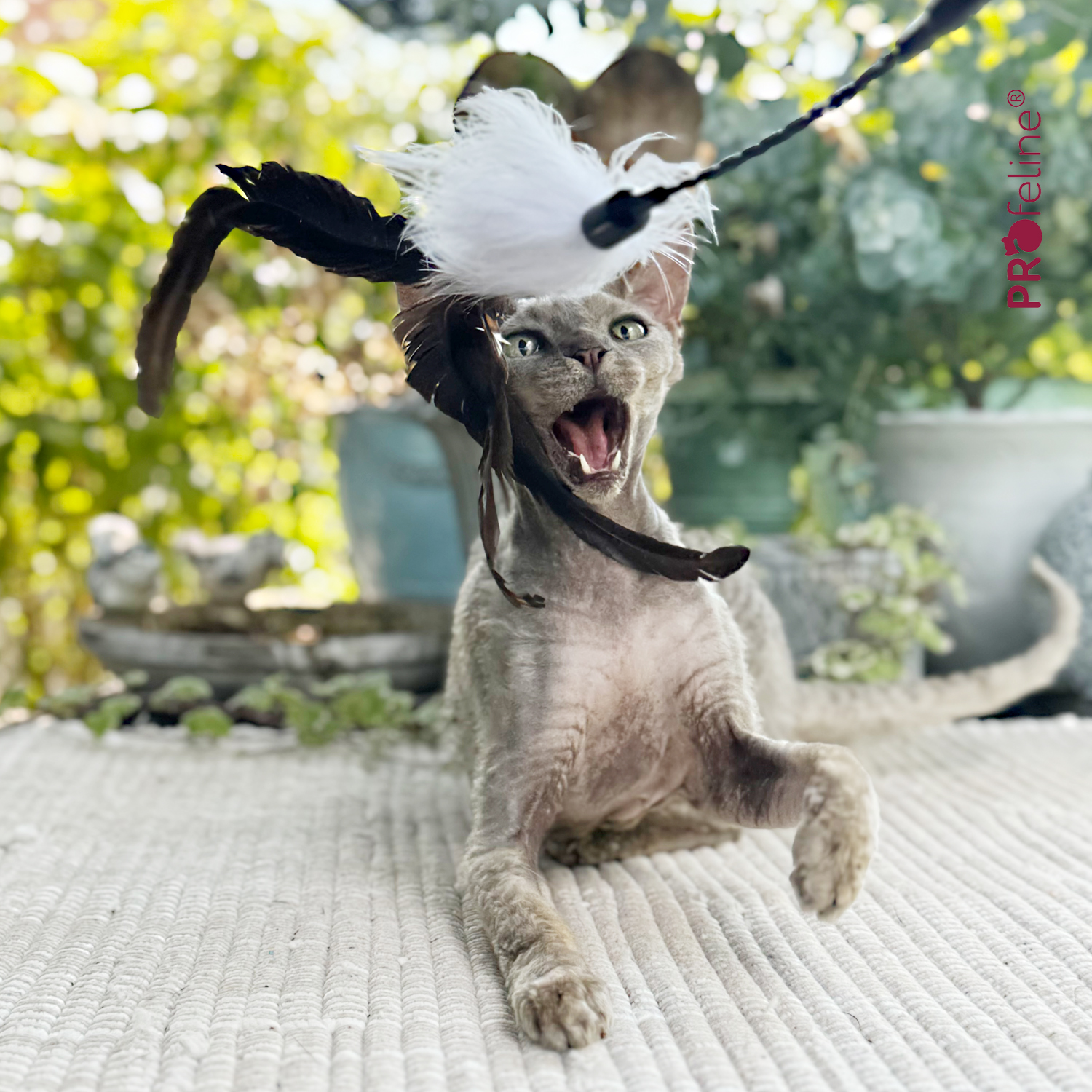 Katzenstab lange Feder Rooster