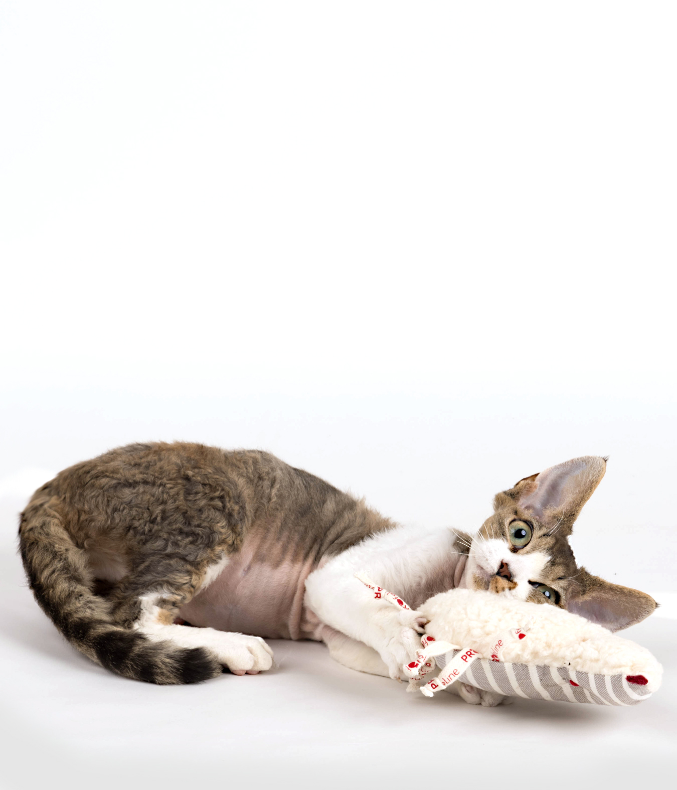 baldrian spielzeug katzen Katzenspielzeug | online Spielzeug für Katzen kaufen