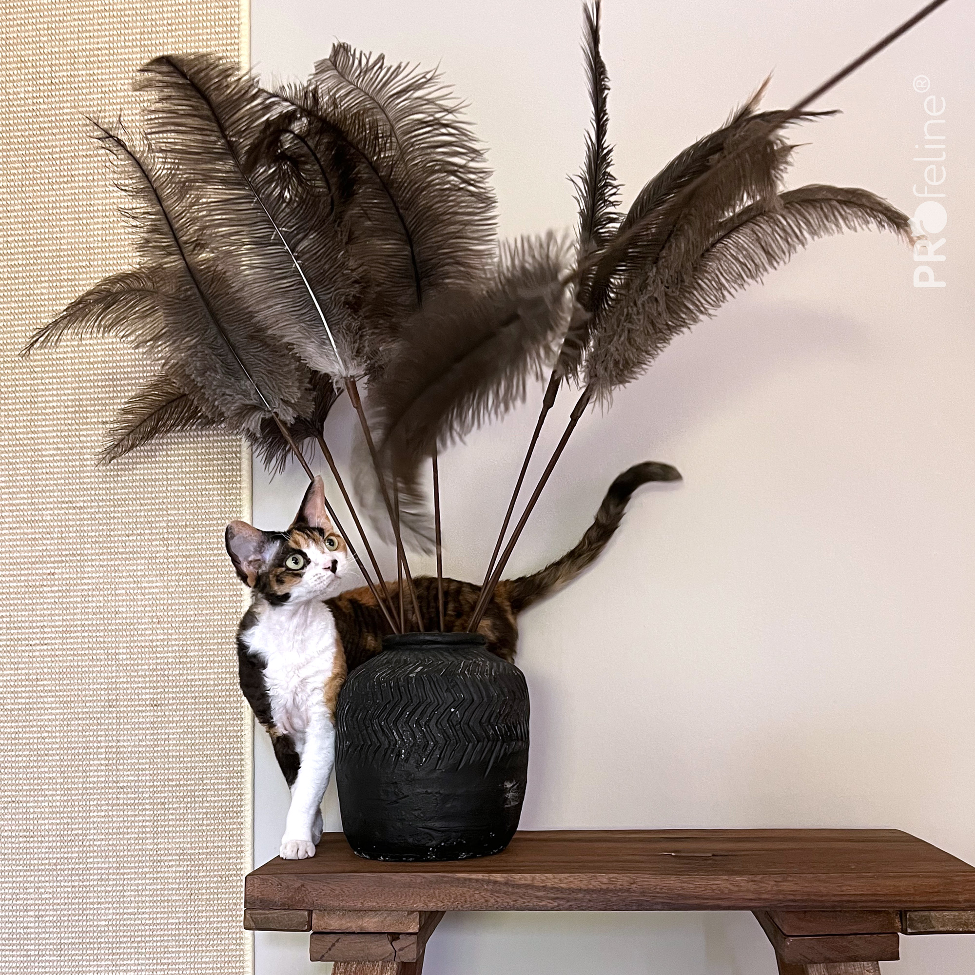 Katzen Federwedel Strauß