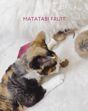 Matatabi Frücht für Katzen