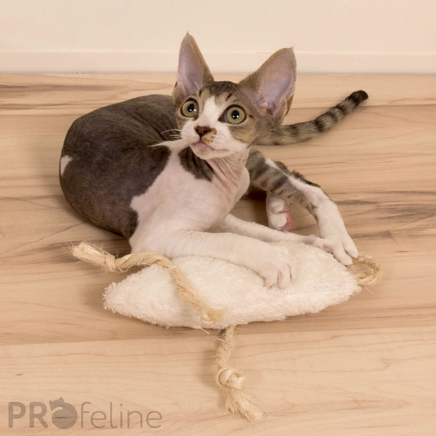 Maus Feline Katzen Stinke Maus
