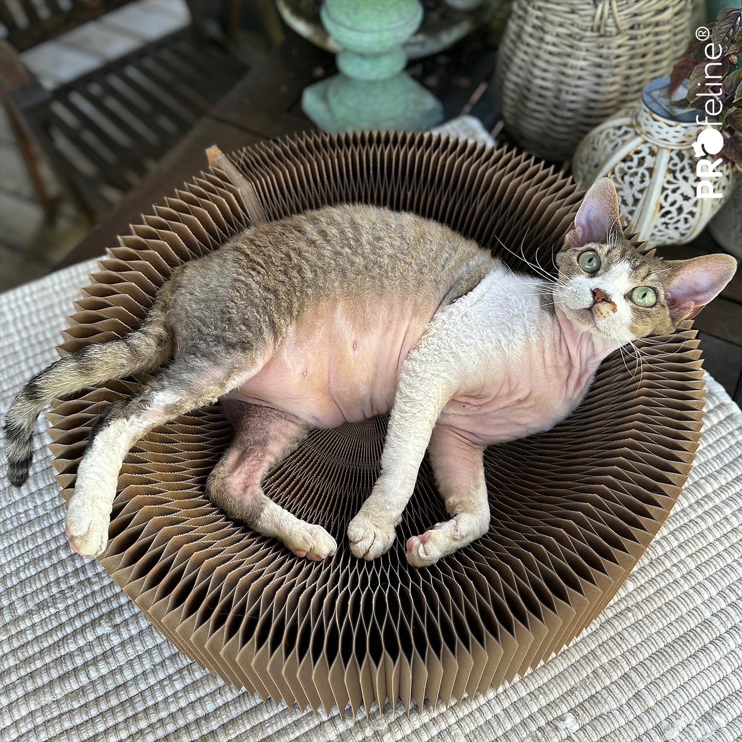 Katzenbett Wellpappe Sommer Katzenbett Accordeon