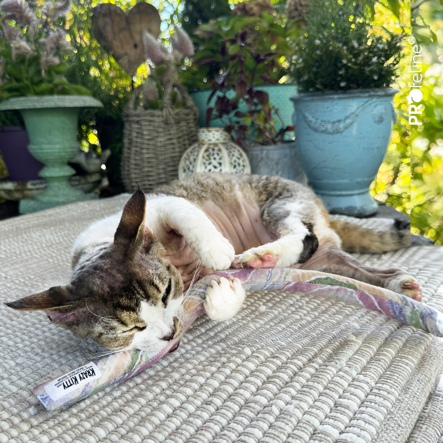 Krazy Kitty - Tiger Tail Krazy Kitty Cat Tai Katzenminze aus Kanada