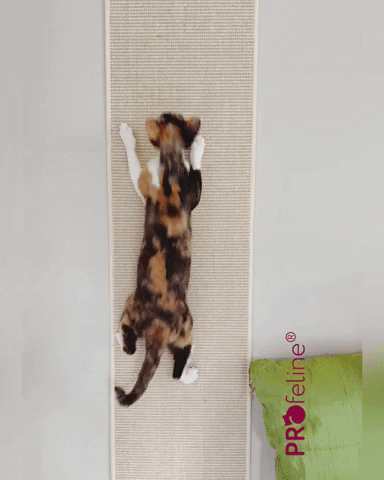 Wand Kletterteppich 180 x 33 cm Katzen Wandkletterteppich