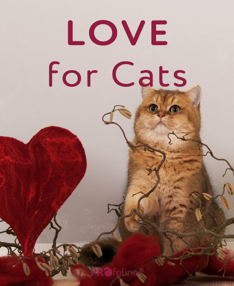 Katzenshop mit Liebe zur Katze