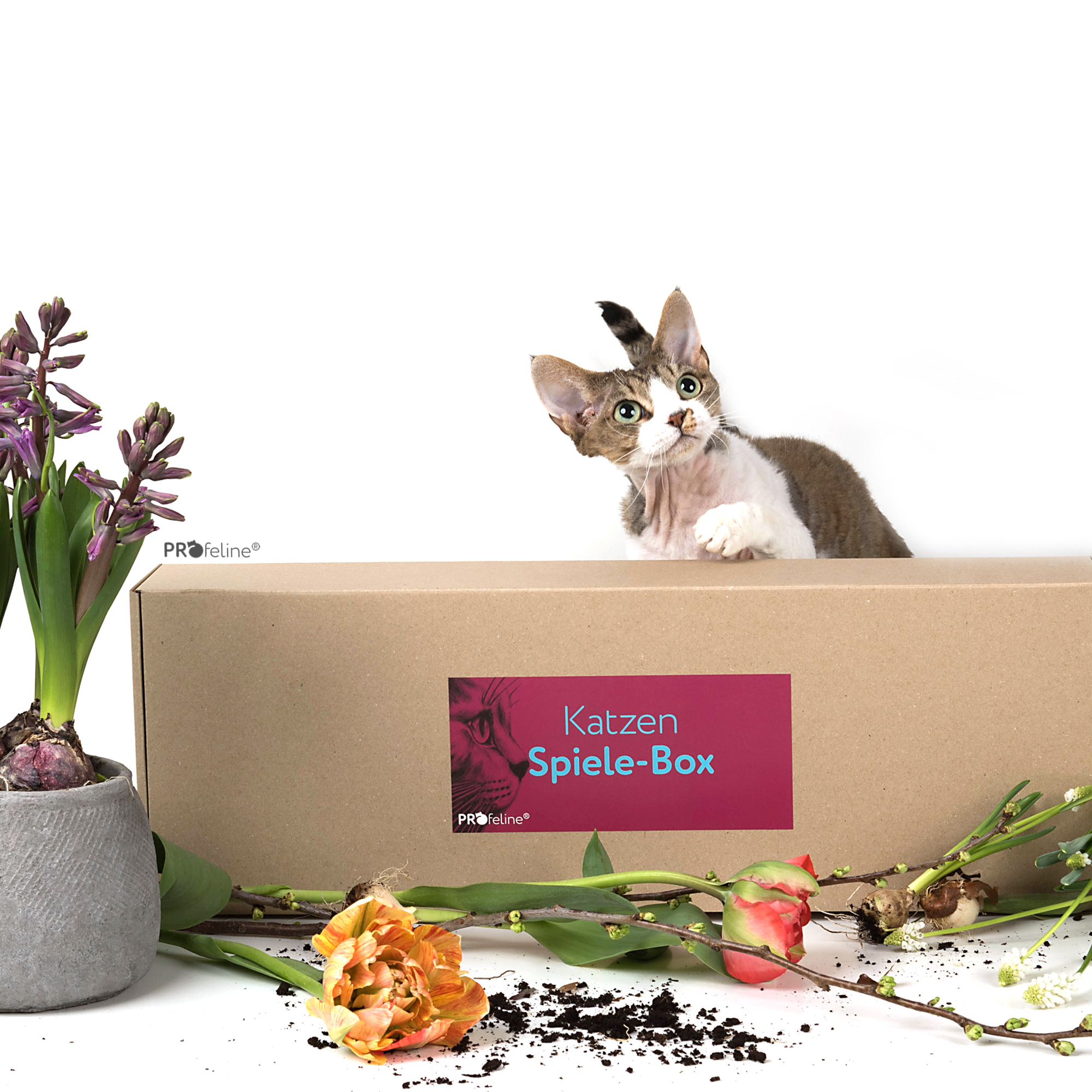 Profeline - Katzen Spiele-Box Katzen Überraschungs Box