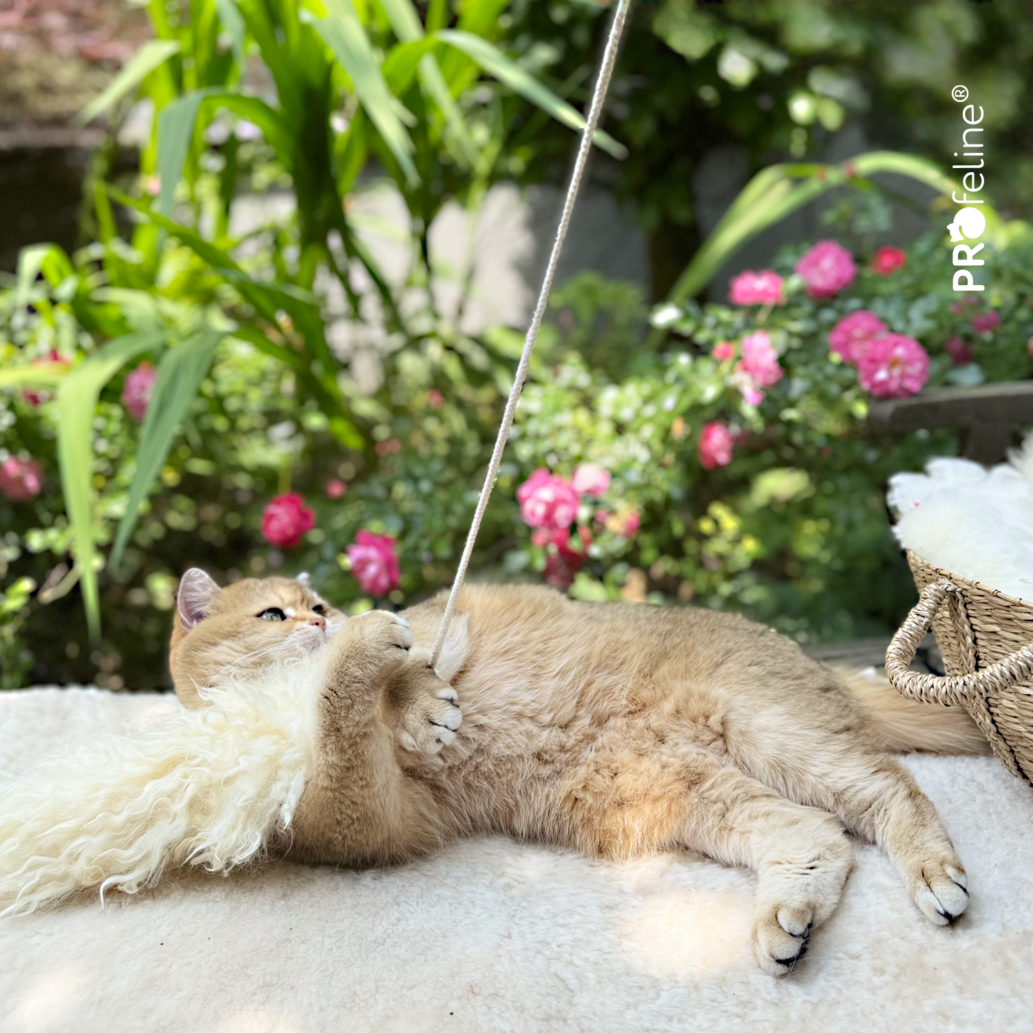Island Lammfell Anhänger für Katzenangeln