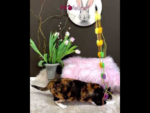 Profeline Happy Cat Box - SpringTime