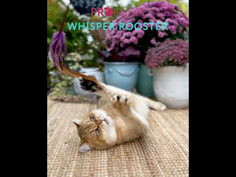 Katzen Federstab Whisper Rooster Katzen Federstab Whisper Rooster