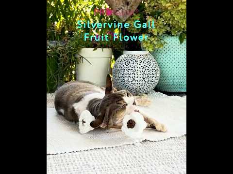 Silvervine Gall Fruit Flower – Katzenspielzeug