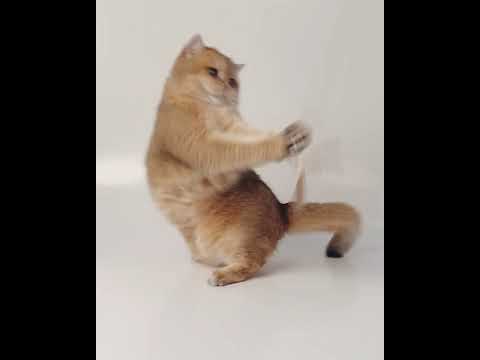 Profeline - Katzenangel Cat Propeller