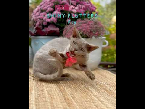 Shiny Flutters Anhänger