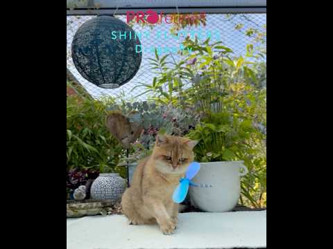 Shiny Flutters Anhänger