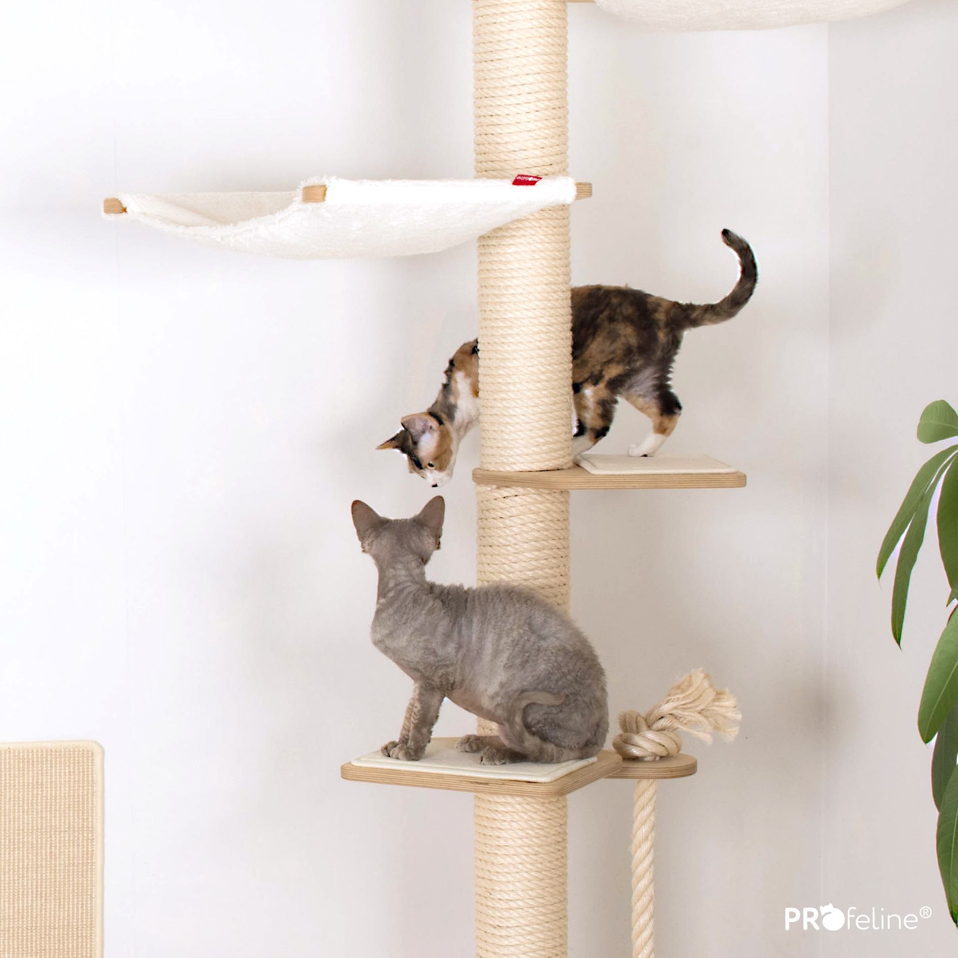 LGYGMD Katzenkratzbaum Stehend - Vertikaler Kratzpfosten Sisal Fr Indoor  Katzen, Stabiler Greifpfosten